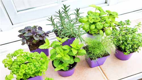 10-types-of-plants-that-you-can-grow-at-home