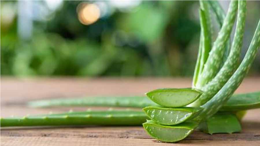 Aloe-vera-Health-benefits