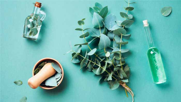 Eucalyptus-its-benefits-and-properties