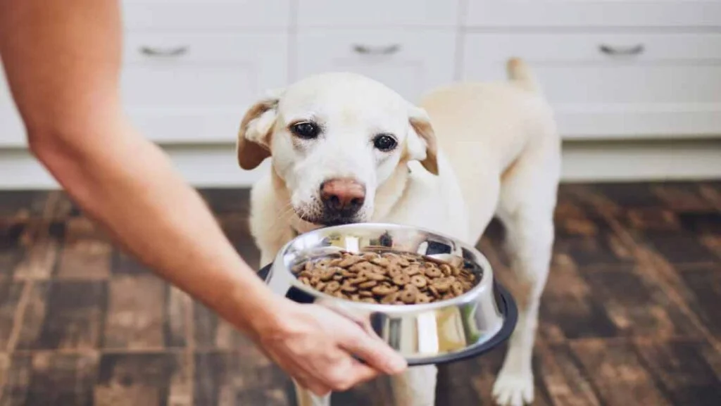 How-To-Properly-Feed-Your-Canine