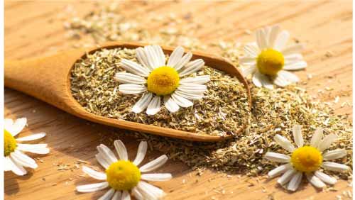 What-are-the-side-effects-of-chamomile-tea