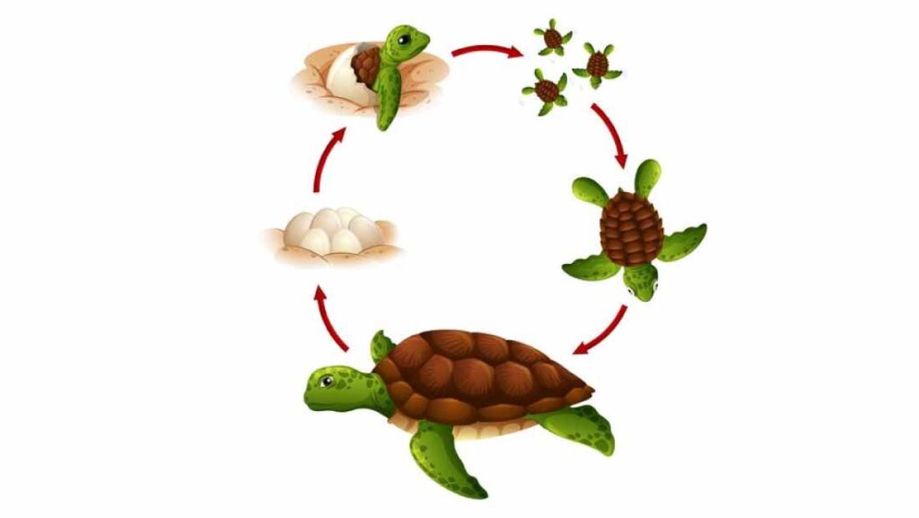 Life cycle of different animal species - El Facultativo En