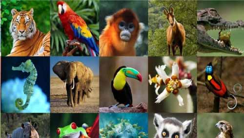 Curiosities and interesting facts about animals