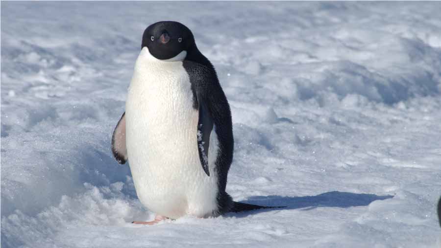 The Penguin - Feeding and Behavior