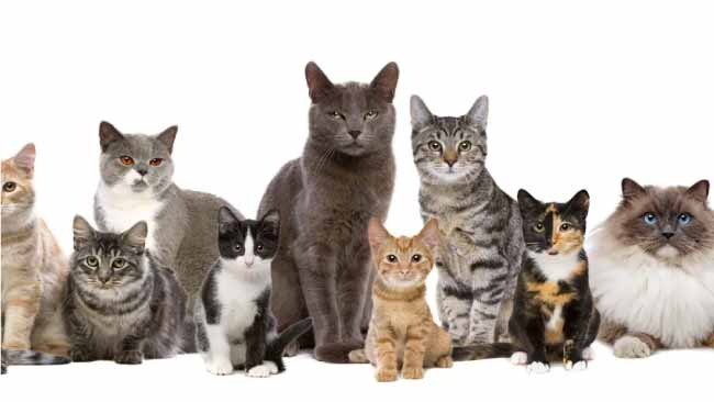 Cats Benefits, Breeds and Food