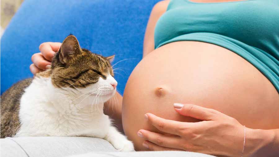 Benefits of Having a Cat During Pregnancy