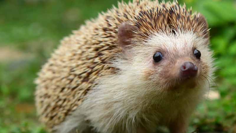 How to Care for a Pet Hedgehog