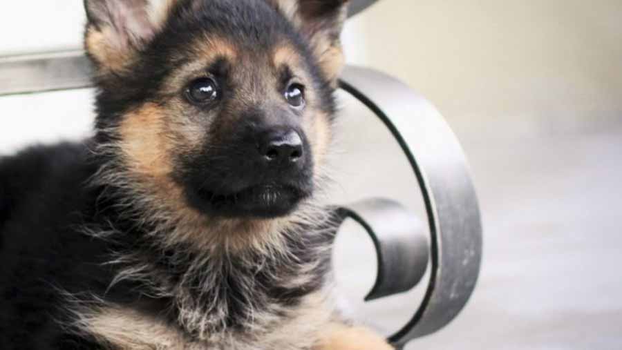 Caring for a German Shepherd Puppy