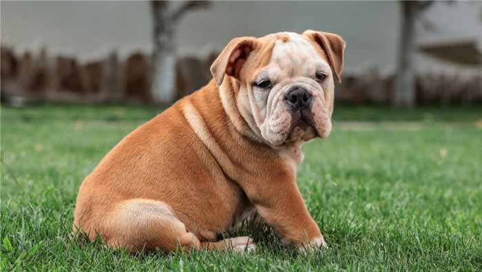 Caring for an English Bulldog