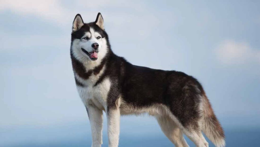 Caring for a Husky Dog