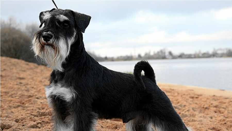 Caring for a Schnauzer Dog