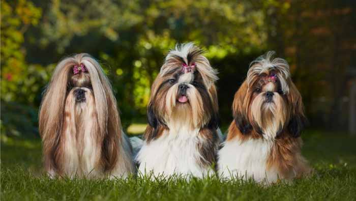 Caring for a Shih Tzu