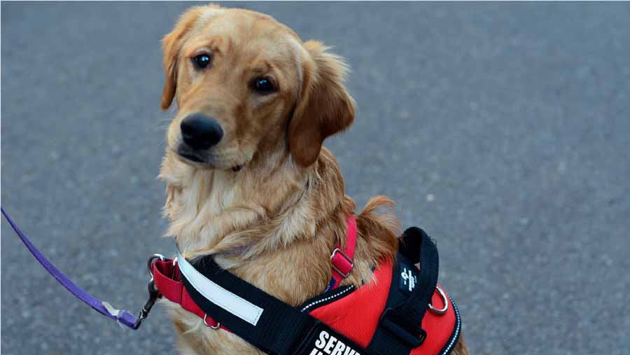 Emotional Support Pets